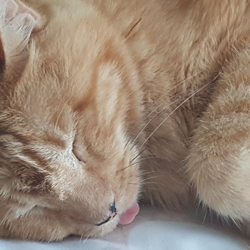 Meet your Posher, Ellen